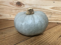 Courge "Bleu de Hongrie" ~ 2,5kg